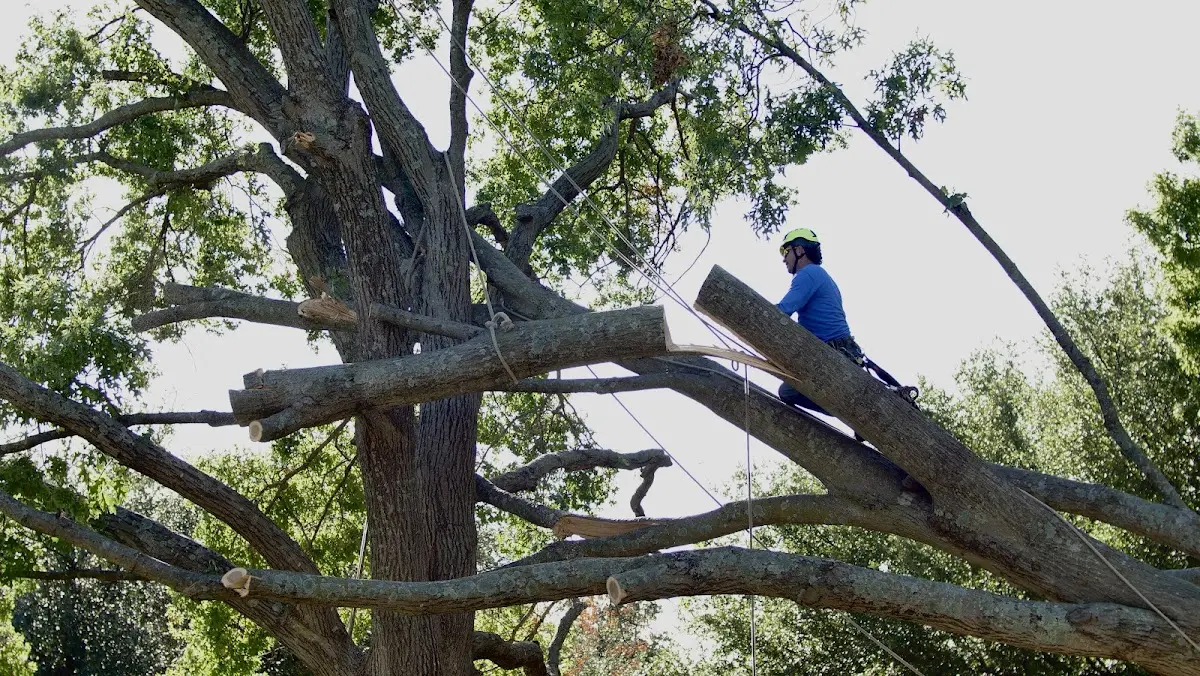 Professional Hazardous Tree Removal performed by certified arborists in Ilfeld